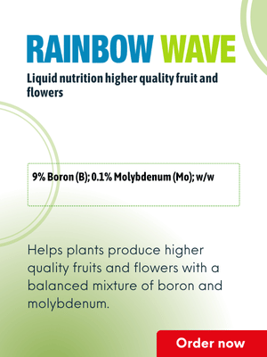 Rainbow wave_thumbnail